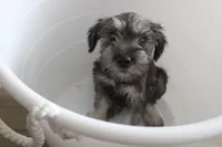 Chuck, a male Miniature Schnauzer for sale in Seguin, TX – 7 of 8