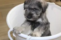 Chuck, a male Miniature Schnauzer for sale in Seguin, TX – 8 of 8