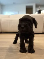 Green, a male Miniature Schnauzer for sale in Seguin, TX – 3 of 4