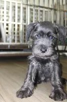 Zoey, a female Miniature Schnauzer for sale in Seguin, TX – 9 of 10