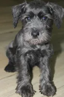 Zoey, a female Miniature Schnauzer for sale in Seguin, TX – 7 of 10