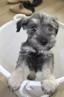 Chuck, a male Miniature Schnauzer for sale in Seguin, TX – 2 of 8