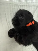 Orange , a female Miniature Schnauzer for sale in Seguin, TX – 6 of 7