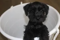 Chloe, a female Miniature Schnauzer for sale in Seguin, TX – 4 of 7