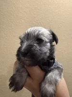 Tucker, a male Miniature Schnauzer for sale in San Antonio, TX – 2 of 3