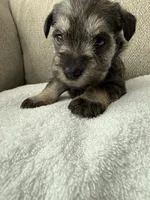 Tan, a female Miniature Schnauzer for sale in Seguin, TX – 2 of 7