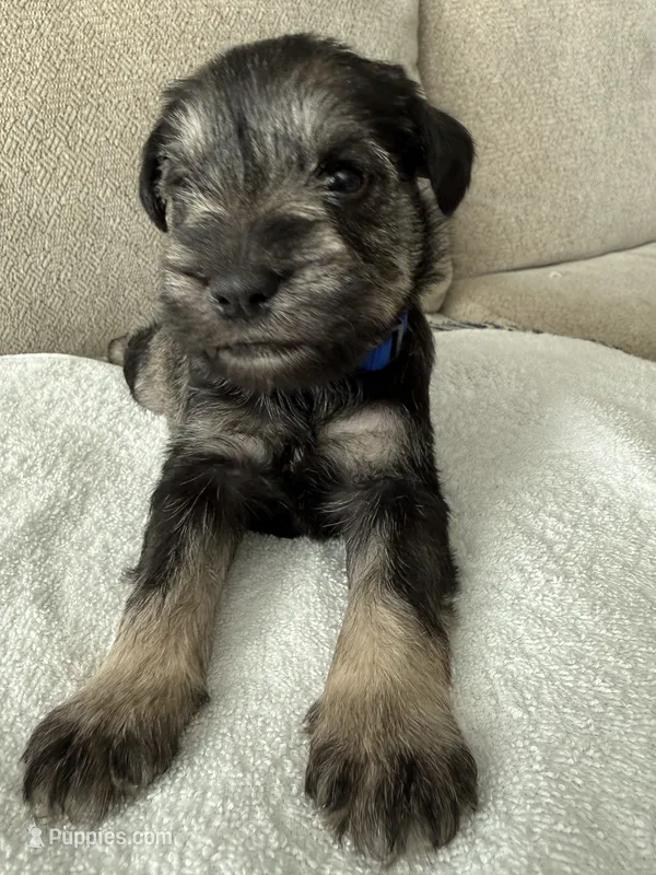 Blue – Miniature Schnauzer puppy for sale in Seguin, TX
