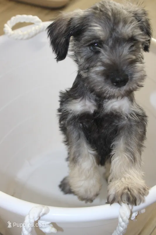 Chuck – Miniature Schnauzer puppy for sale in Seguin, TX