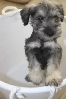 Chuck, a male Miniature Schnauzer for sale in Seguin, TX – 1 of 8