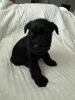 Orange , a female Miniature Schnauzer for sale in Seguin, TX – 4 of 7
