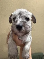 Regan, a male Miniature Schnauzer for sale in San Antonio, TX – 2 of 3