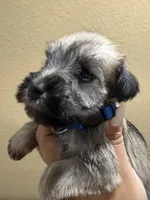 Tucker, a male Miniature Schnauzer for sale in San Antonio, TX – 3 of 3