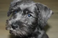 Zoey, a female Miniature Schnauzer for sale in Seguin, TX – 4 of 10