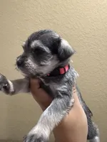 Molly, a female Miniature Schnauzer for sale in San Antonio, TX – 1 of 3