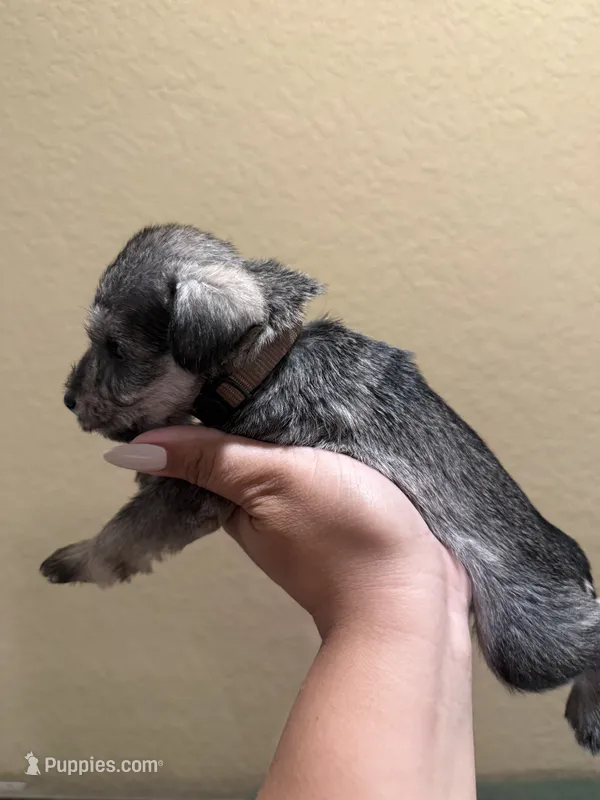 Mocha  – Miniature Schnauzer puppy for sale in San Antonio, TX