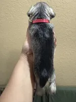 Molly, a female Miniature Schnauzer for sale in San Antonio, TX – 2 of 3