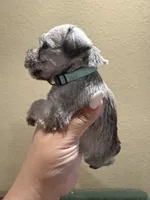 Bernice, a female Miniature Schnauzer for sale in San Antonio, TX – 2 of 3