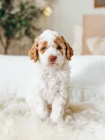 Echo, a male Poodle - Miniature  for sale in Queen Creek, AZ – Photo 2 of 5