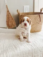 Echo, a male Poodle - Miniature  for sale in Queen Creek, AZ – Photo 5 of 5