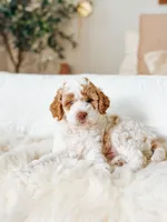 Echo, a male Poodle - Miniature  for sale in Queen Creek, AZ – Photo 1 of 5