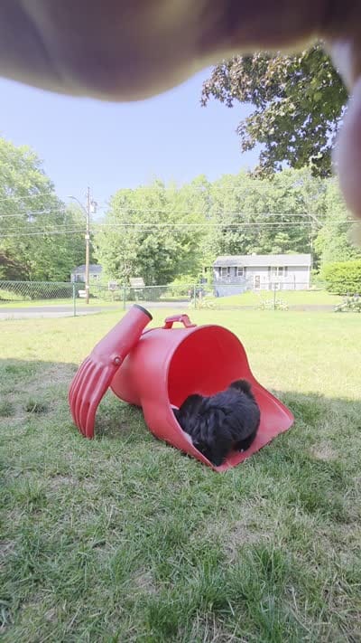 Andreanna , a female Cockapoo and Shih Tzu for sale in Newton Highlands, MA – 6 of 6
