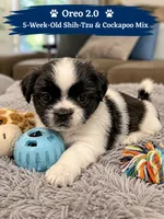 Oreo, a male Shih Tzu for sale in Newton Highlands, MA – 1 of 1