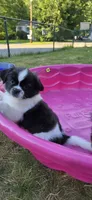Oreo, a male Cockapoo and Shih Tzu for sale in Newton Highlands, MA – 3 of 6