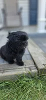 Andreanna , a female Cockapoo and Shih Tzu for sale in Newton Highlands, MA – 3 of 6