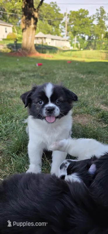 Oreo – Cockapoo, Shih Tzu puppy for sale in Newton Highlands, MA