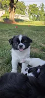 Oreo, a male Cockapoo and Shih Tzu for sale in Newton Highlands, MA – 1 of 6