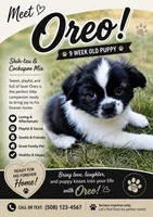 Oreo, a male Cockapoo and Shih Tzu for sale in Newton Highlands, MA – 5 of 6