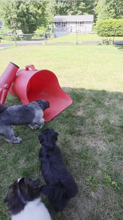 Oreo, a male Cockapoo and Shih Tzu for sale in Newton Highlands, MA – 6 of 6