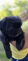 Andreanna , a female Cockapoo and Shih Tzu for sale in Newton Highlands, MA – 5 of 6