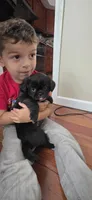 Ashley, a female Cockapoo and Shih Tzu for sale in Newton Highlands, MA – 2 of 3