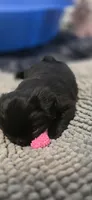 Ashley, a female Cockapoo and Shih Tzu for sale in Newton Highlands, MA – 3 of 3