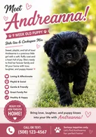 Andreanna , a female Cockapoo and Shih Tzu for sale in Newton Highlands, MA – 1 of 6