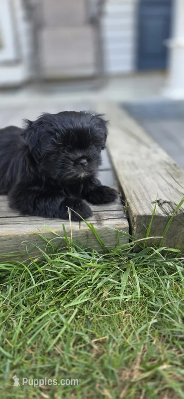 Andreanna  – Cockapoo, Shih Tzu puppy for sale in Newton Highlands, MA