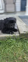 Andreanna , a female Cockapoo and Shih Tzu for sale in Newton Highlands, MA – 2 of 6