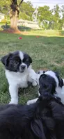 Oreo, a male Cockapoo and Shih Tzu for sale in Newton Highlands, MA – 2 of 6