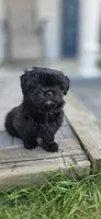 Andreanna , a female Cockapoo and Shih Tzu for sale in Newton Highlands, MA – 4 of 6