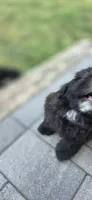 Ariel , a female Cockapoo and Shih Tzu for sale in Newton Highlands, MA – 3 of 6