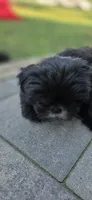 Ariel , a female Cockapoo and Shih Tzu for sale in Newton Highlands, MA – 1 of 6