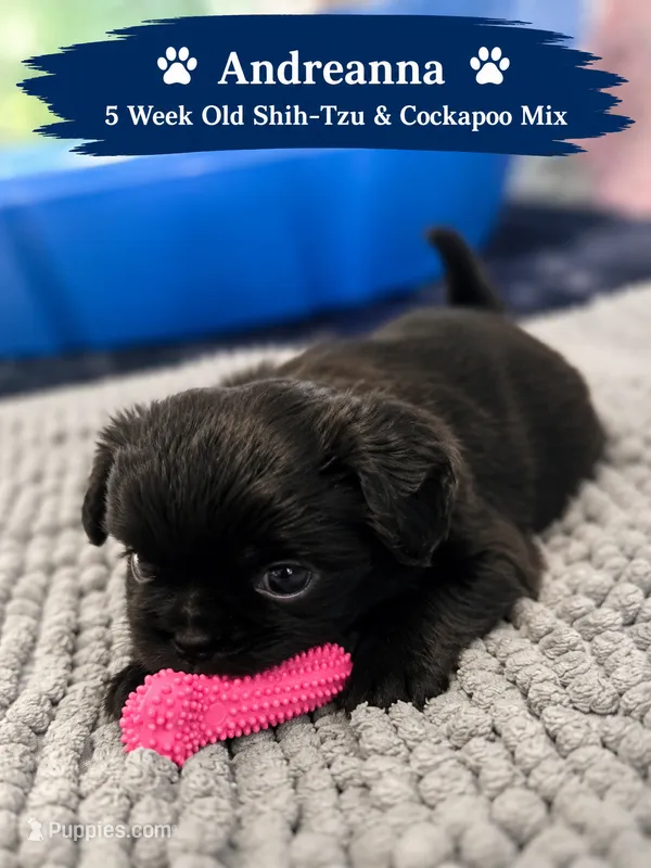 Ashley – Cockapoo, Shih Tzu puppy for sale in Newton Highlands, MA