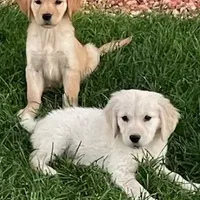 Amy Girl, a female Golden Retriever for sale in Sacramento, CA – Photo 6 of 6
