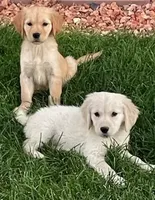 Amy Girl, a female Golden Retriever for sale in Sacramento, CA – Photo 6 of 6
