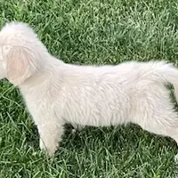 Amy Girl, a female Golden Retriever for sale in Sacramento, CA – Photo 5 of 6