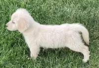 Amy Girl, a female Golden Retriever for sale in Sacramento, CA – Photo 5 of 6