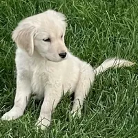 Amy Girl, a female Golden Retriever for sale in Sacramento, CA – Photo 4 of 6