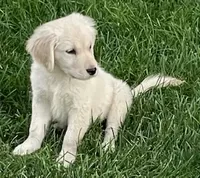 Amy Girl, a female Golden Retriever for sale in Sacramento, CA – Photo 4 of 6