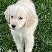 Amy Girl, a female Golden Retriever for sale in Sacramento, CA – Photo 1 of 6